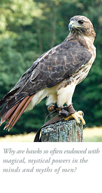 Falconry