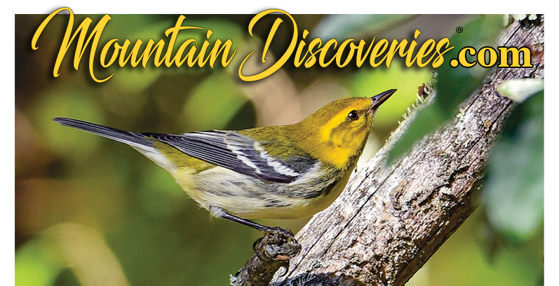 Mountain Discoveries